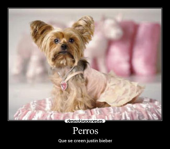 Perros - 