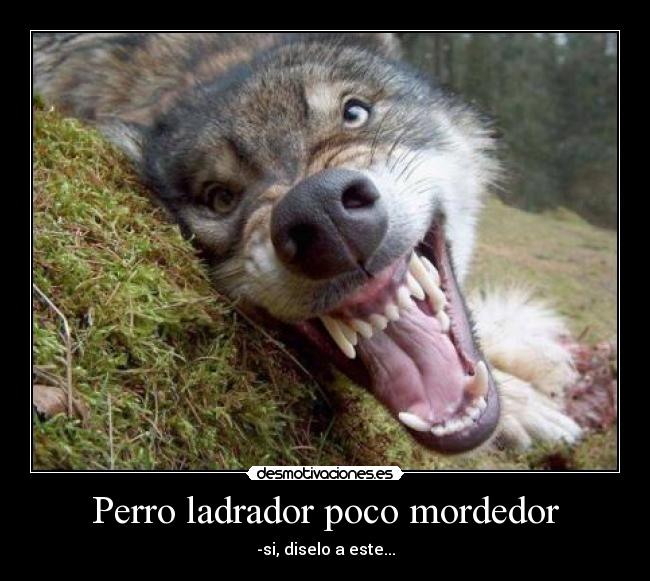 Perro ladrador poco mordedor - 
