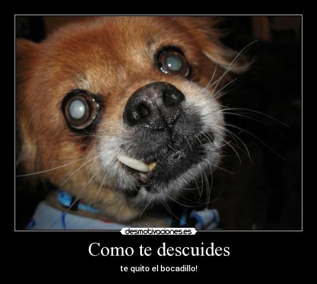 carteles quito bocadillo desmotivaciones