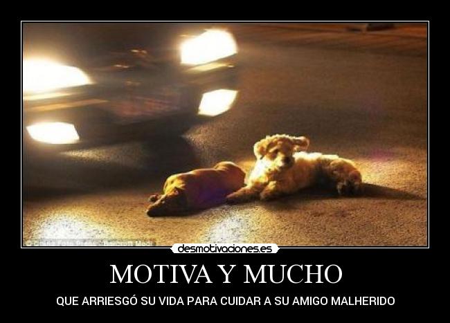 MOTIVA Y MUCHO - QUE ARRIESGÓ SU VIDA PARA CUIDAR A SU AMIGO MALHERIDO