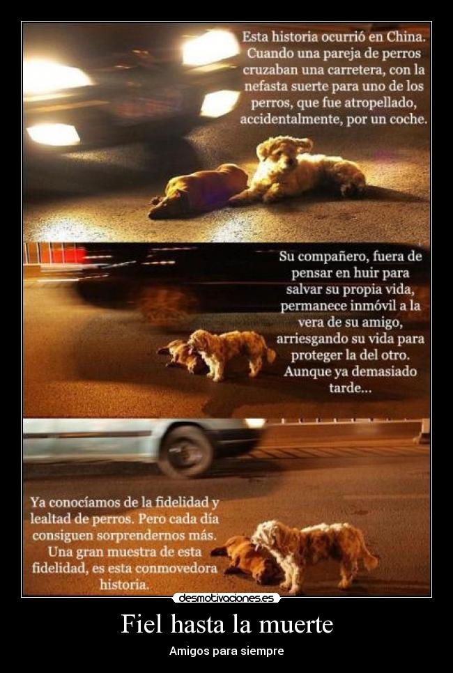 Fiel hasta la muerte - 