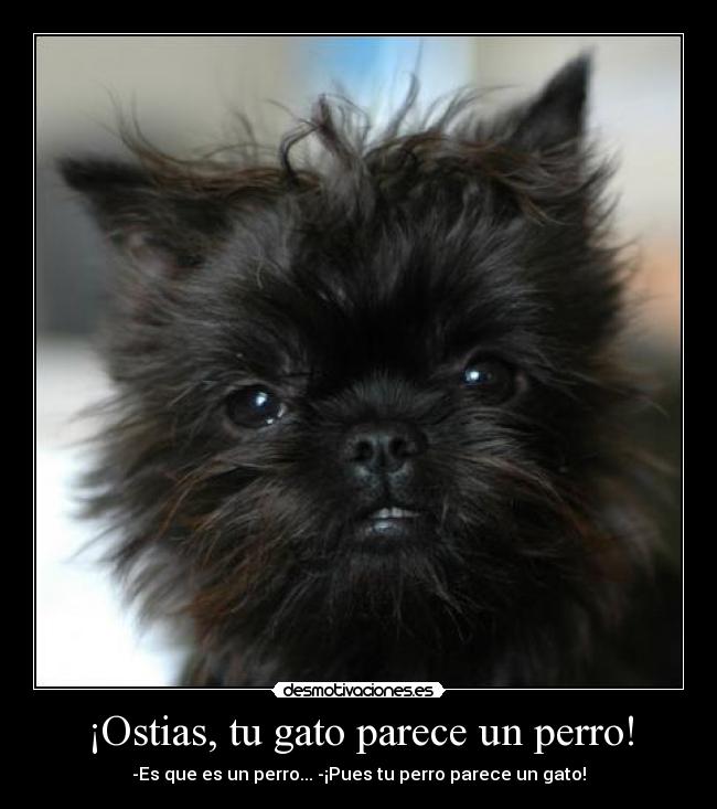 ¡Ostias, tu gato parece un perro! - -Es que es un perro... -¡Pues tu perro parece un gato!