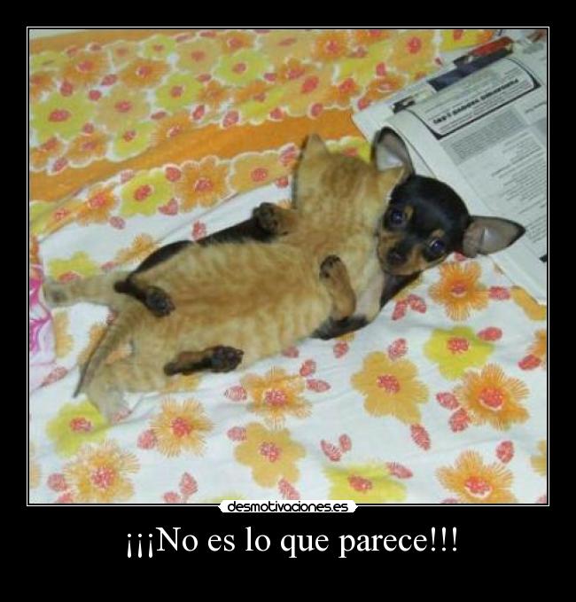 carteles que parece gatosperro follando desmotivaciones