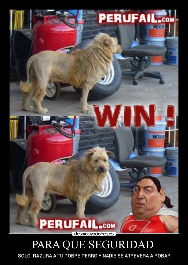 PARA QUE SEGURIDAD  - SOLO  RAZURA A TU POBRE PERRO Y NADIE SE ATREVERA A ROBAR