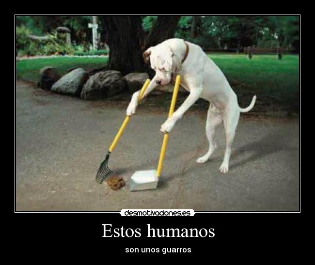 carteles perro limpiando mascota humano desmotivaciones