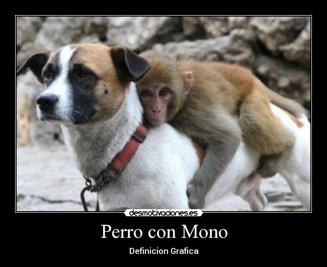 Perro con Mono - Definicion Grafica