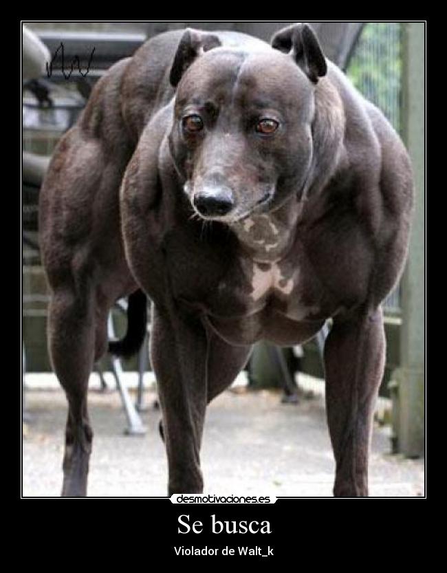Se busca - Violador de Walt_k