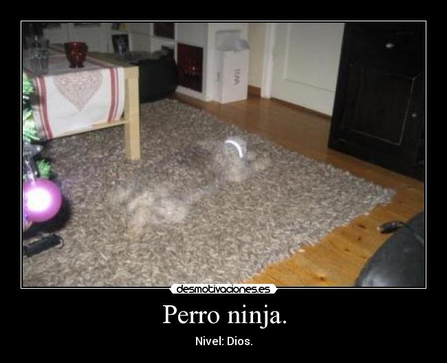 Perro ninja. - Nivel: Dios.