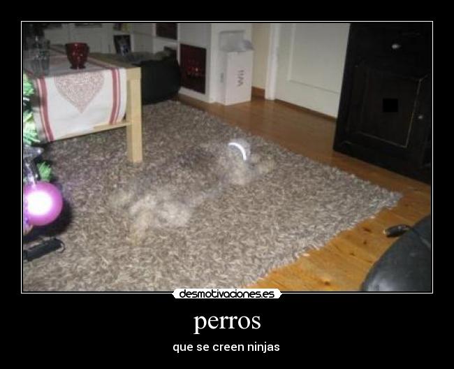 perros - que se creen ninjas 