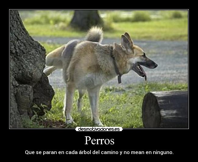 Perros - Que se paran en cada árbol del camino y no mean en ninguno.