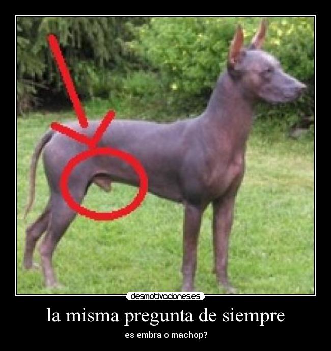 la misma pregunta de siempre - 