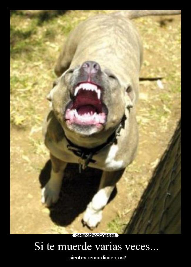 Si te muerde varias veces... -