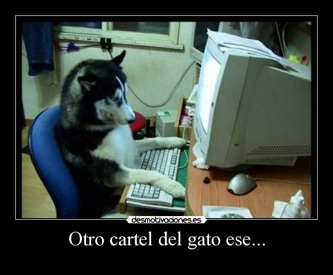 Otro cartel del gato ese... - 