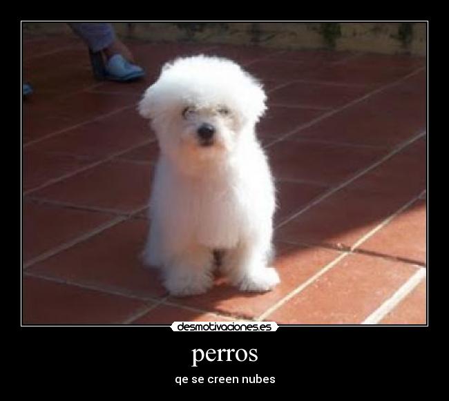 perros - qe se creen nubes