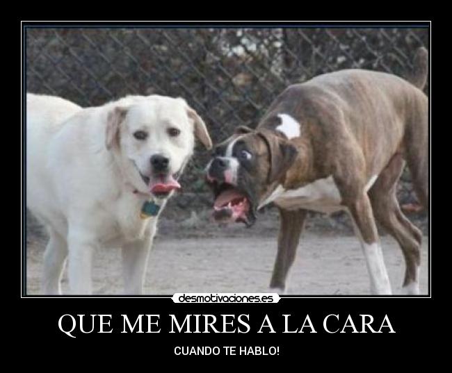 QUE ME MIRES A LA CARA - CUANDO TE HABLO!