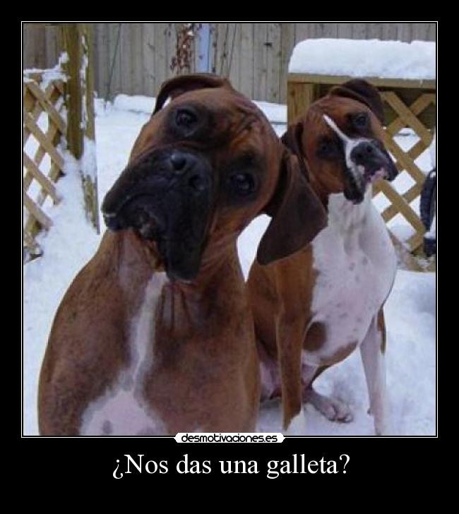 ¿Nos das una galleta? -
