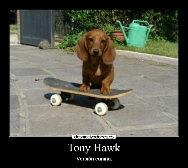 Tony Hawk - Versión canina.