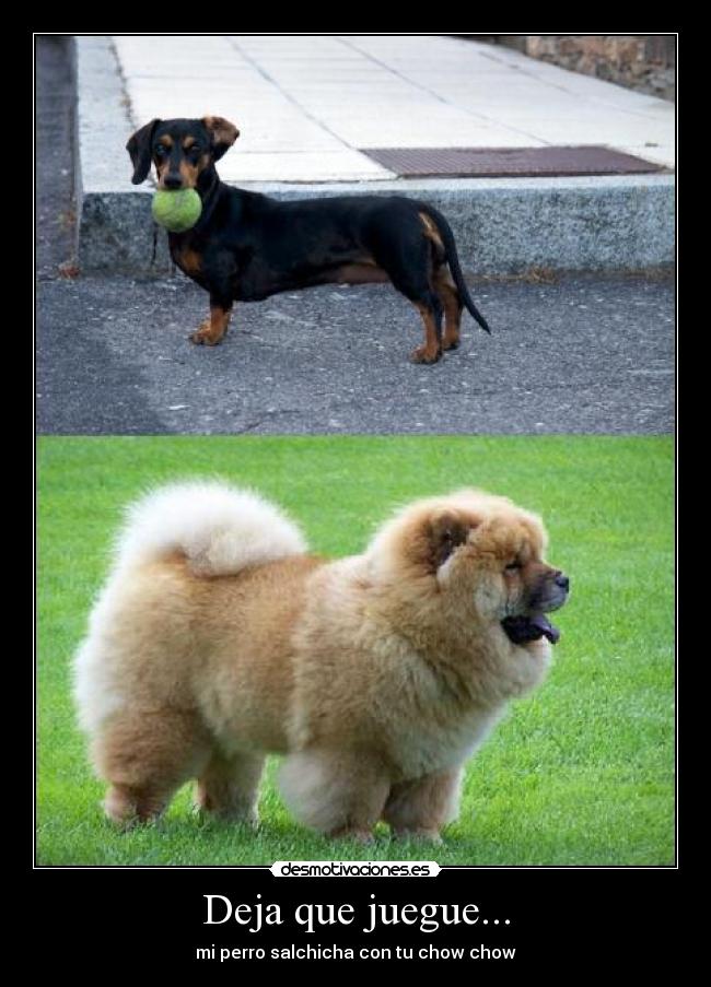 carteles perroschow chowsalchichaanimalesjuegos desmotivaciones
