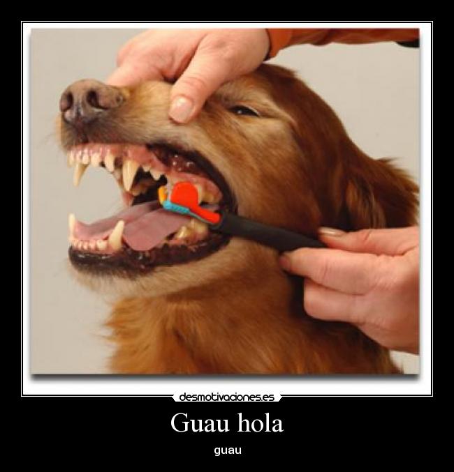 Guau hola - guau