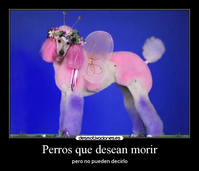 Perros que desean morir - 