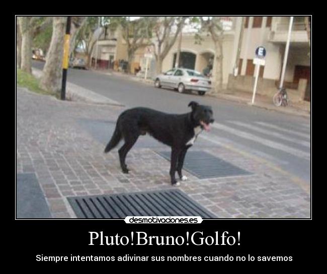 Pluto!Bruno!Golfo! - 