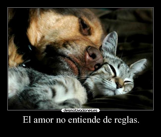 El amor no entiende de reglas. - 