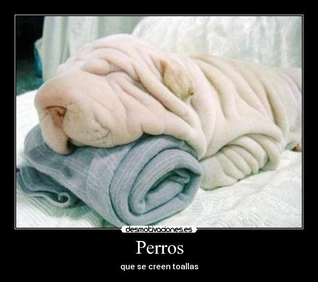 Perros -