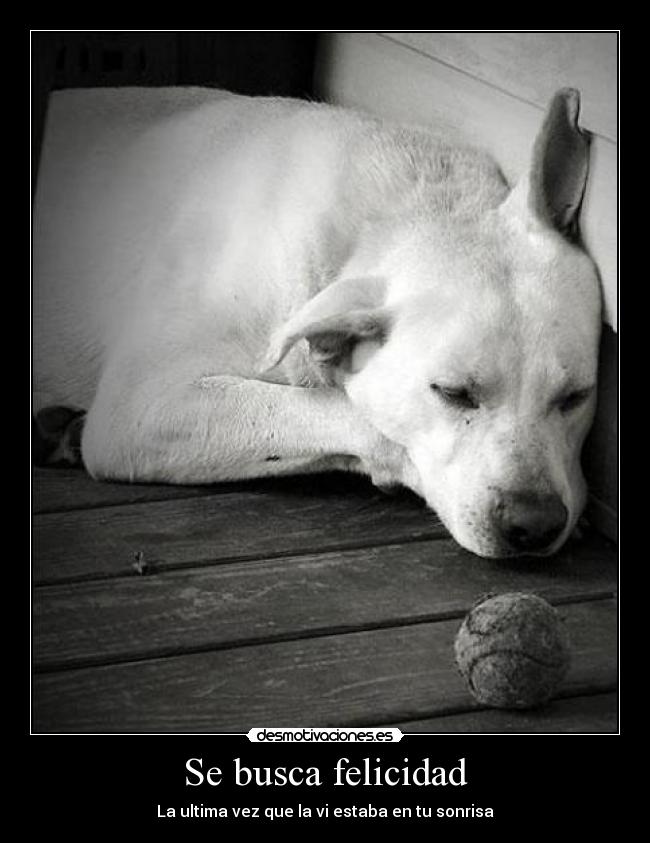 Se busca felicidad - La ultima vez que la vi estaba en tu sonrisa