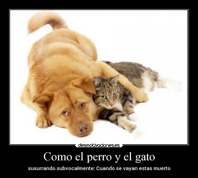 Como el perro y el gato - 