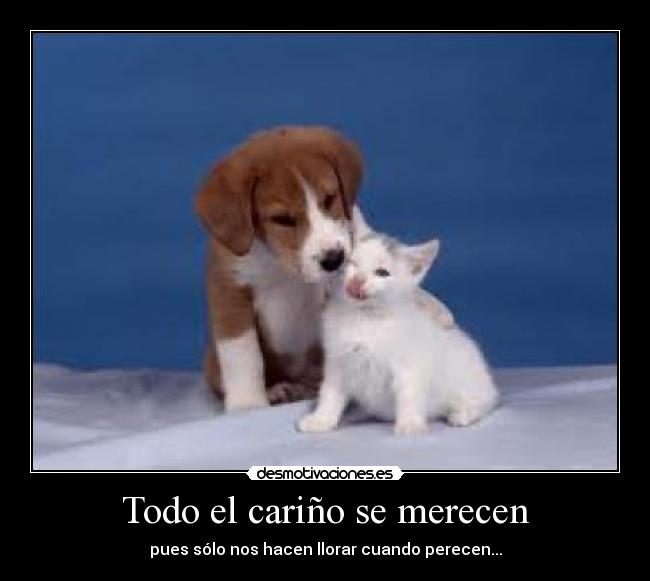 carteles perro desmotivaciones