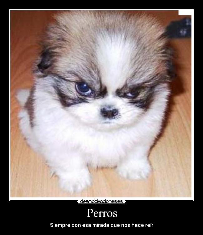 Perros - 