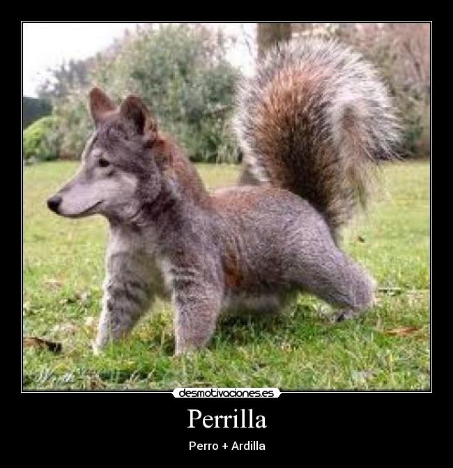 Perrilla - Perro + Ardilla