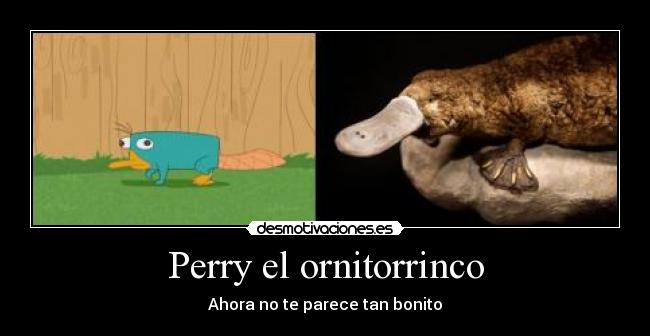 Perry el ornitorrinco -