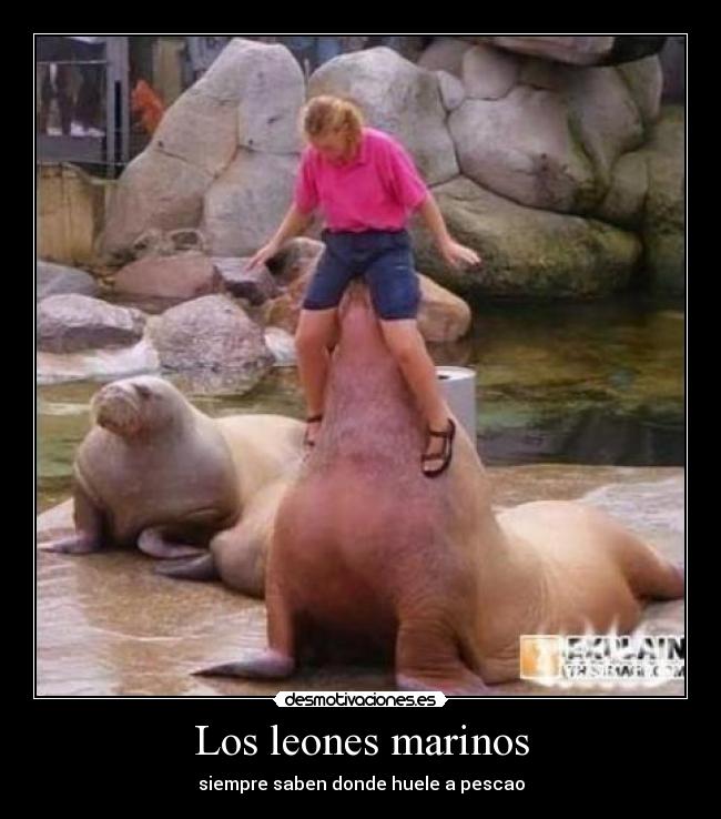 Los leones marinos - 