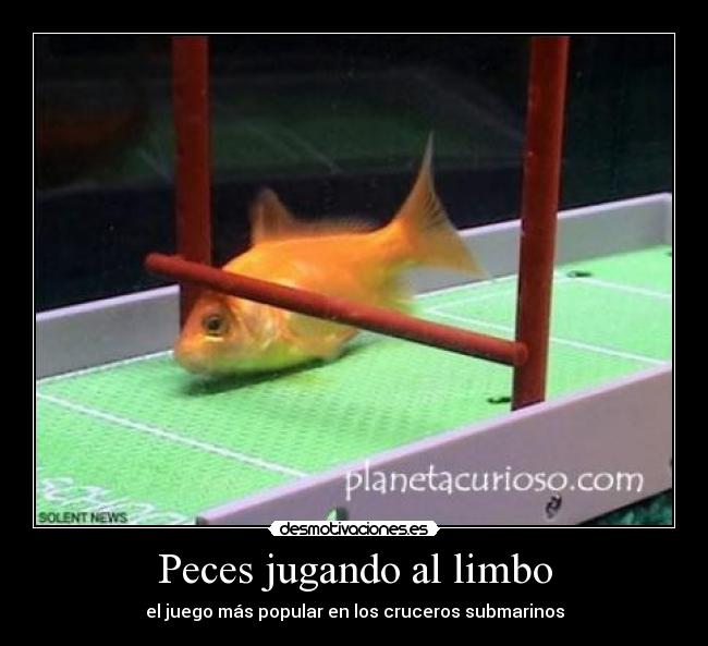Peces jugando al limbo -
