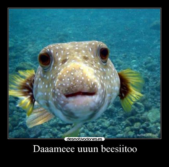 Daaameee uuun beesiitoo -