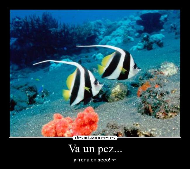 Va un pez... - 