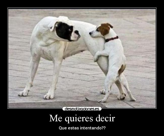Me quieres decir - Que estas intentando??