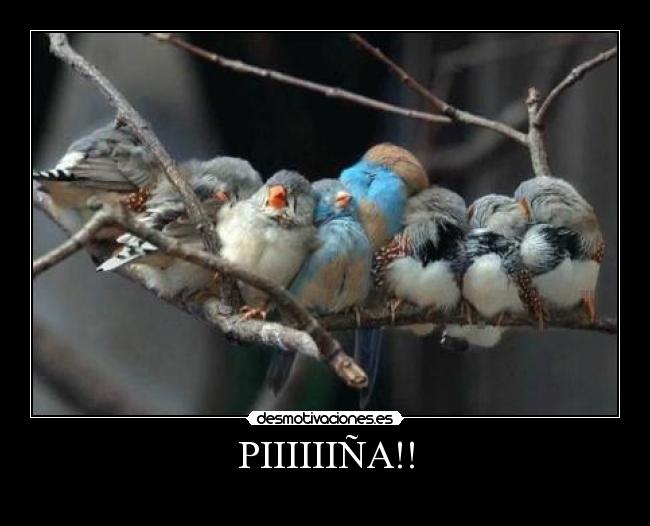 PIIIIIIÑA!! -