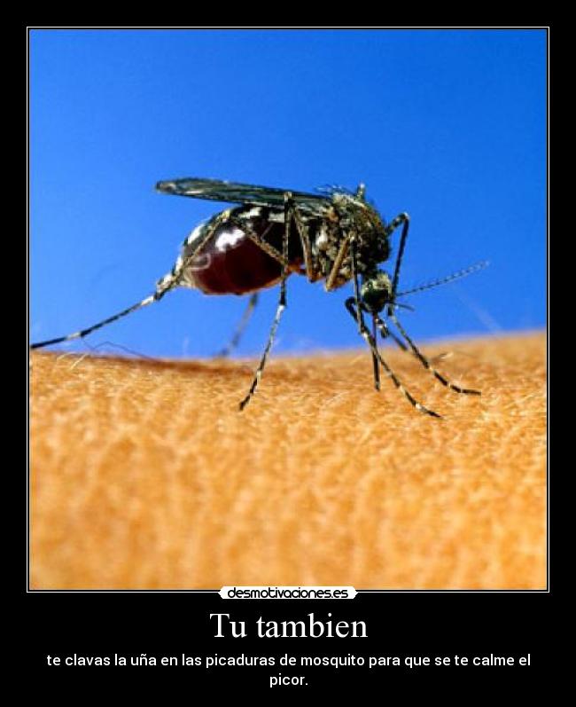 Tu tambien -