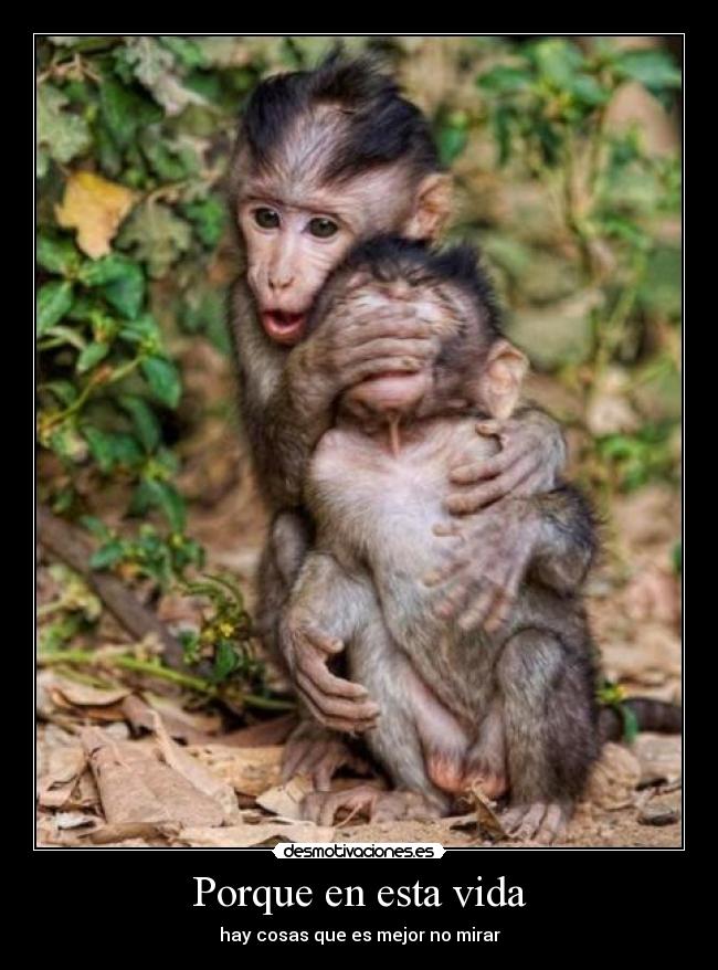 carteles vida mirar mono vida cruel desmotivaciones