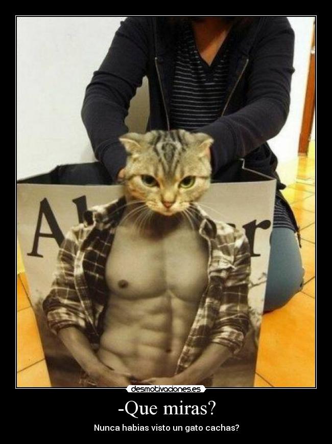 -Que miras? - Nunca habias visto un gato cachas?