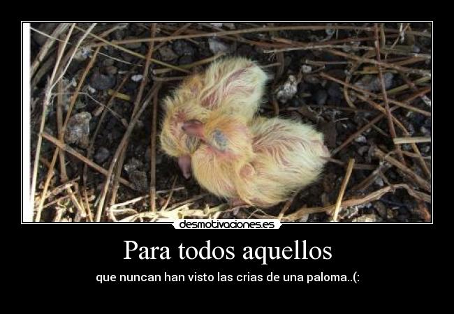 Para todos aquellos - que nuncan han visto las crias de una paloma..(:
