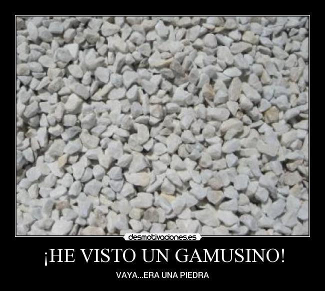 ¡HE VISTO UN GAMUSINO! - 