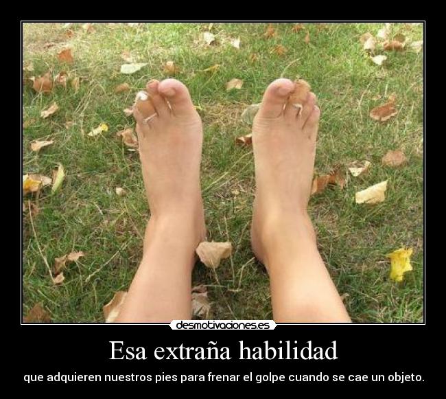 Esa extraña habilidad - que adquieren nuestros pies para frenar el golpe cuando se cae un objeto.