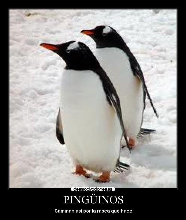 PINGÜINOS - Caminan así por la rasca que hace