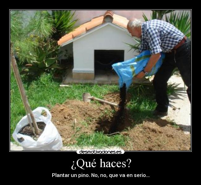 ¿Qué haces? - Plantar un pino. No, no, que va en serio...
