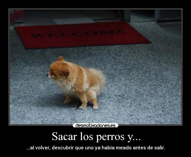 Sacar los perros y... -