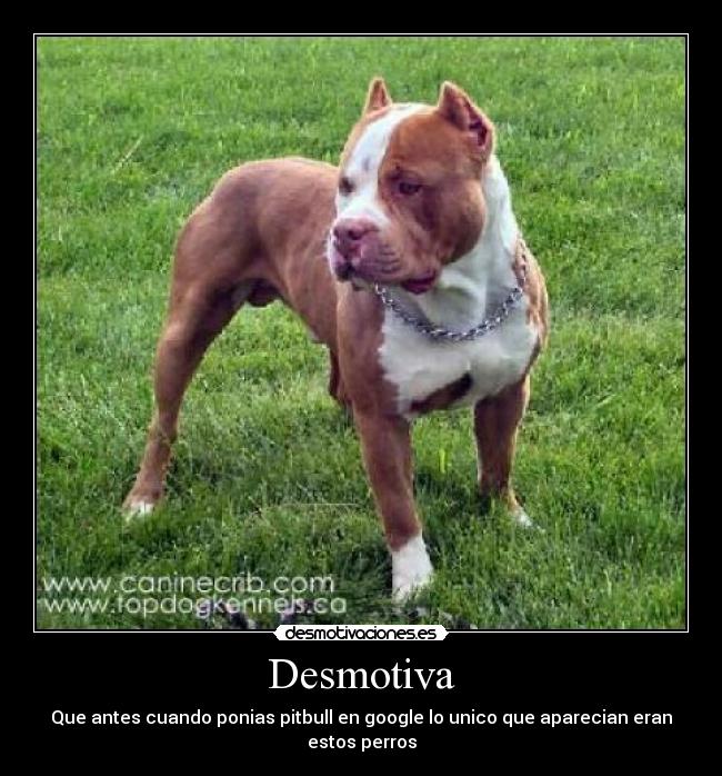 Desmotiva - Que antes cuando ponias pitbull en google lo unico que aparecian eran estos perros