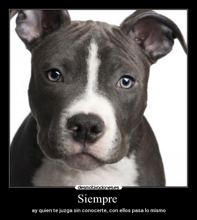 carteles pit bull desmotivaciones